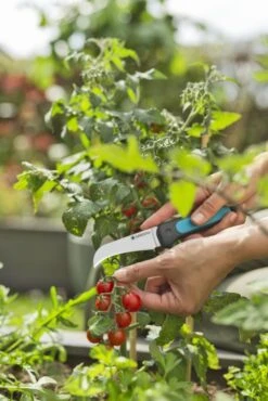 GARDENA Gartenmesser „Veggie Cut“ -Garten- Und Outdoor-Geschäfte 301267 5 800x800