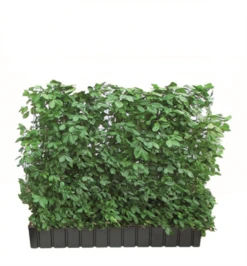 Purpur-Kriechspindel „Coloratus“