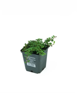 Kleinblättrige Teppichmispel „Streibs Findling“ 14 Kleinblättrige Teppichmispel „Streibs Findling“ -Garten- Und Outdoor-Geschäfte 403107860735420ipl 1020 VOL 04082 frei original 800x800