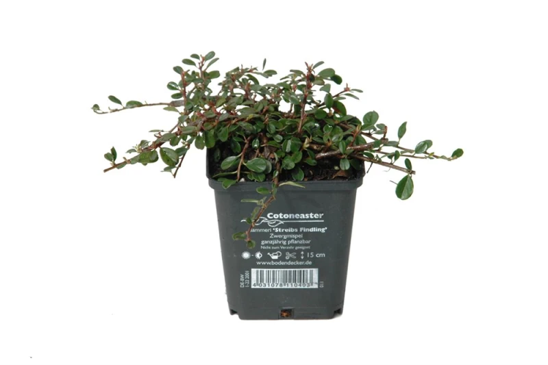 Kleinblättrige Teppichmispel „Streibs Findling“ 3 Kleinblättrige Teppichmispel „Streibs Findling“