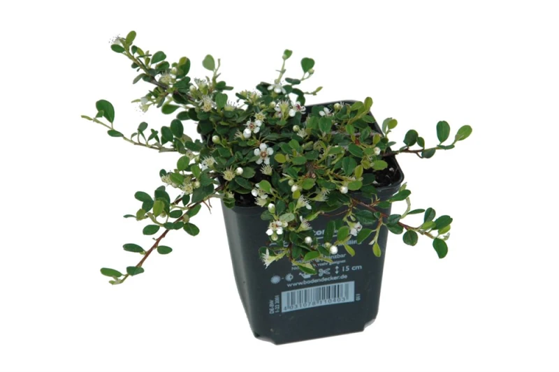 Kleinblättrige Teppichmispel „Streibs Findling“ 4 Kleinblättrige Teppichmispel „Streibs Findling“ – Bild 2