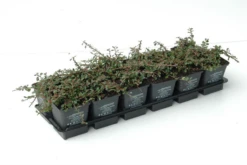 Kleinblättrige Teppichmispel „Streibs Findling“ 16 Kleinblättrige Teppichmispel „Streibs Findling“ -Garten- Und Outdoor-Geschäfte 403107860735420ipl 26361 DSC 1110 original 800x800