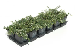 Kleinblättrige Teppichmispel „Streibs Findling“ 15 Kleinblättrige Teppichmispel „Streibs Findling“ -Garten- Und Outdoor-Geschäfte 403107860735420ipl 26373 DSC 1399 original 800x800