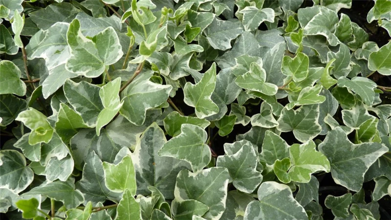 Weißbunter Freilandefeu „Glacier“ 3 Weißbunter Freilandefeu „Glacier“ – Bild 2