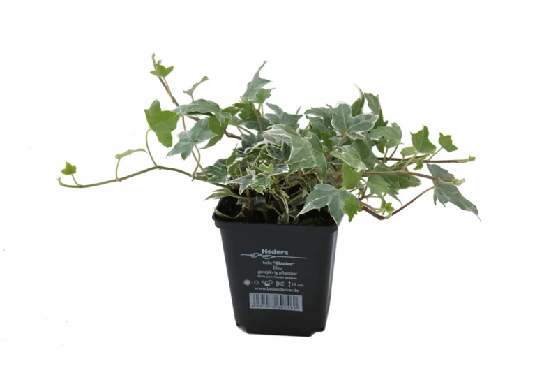 Weißbunter Freilandefeu „Glacier“ 2 Weißbunter Freilandefeu „Glacier“