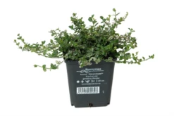 Kleinblättrige Kriechspindel „Silverstone®“