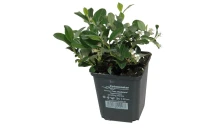 Immergrüne Teppichmispel „Radicans“ 5 Immergrüne Teppichmispel „Radicans“ – Bild 3