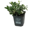 Immergrüne Teppichmispel „Radicans“ -Garten- Und Outdoor-Geschäfte 403107860766820ipl 29972 DSC 137220CDRA20TB9 original 800x800