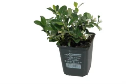 Immergrüne Teppichmispel „Radicans“