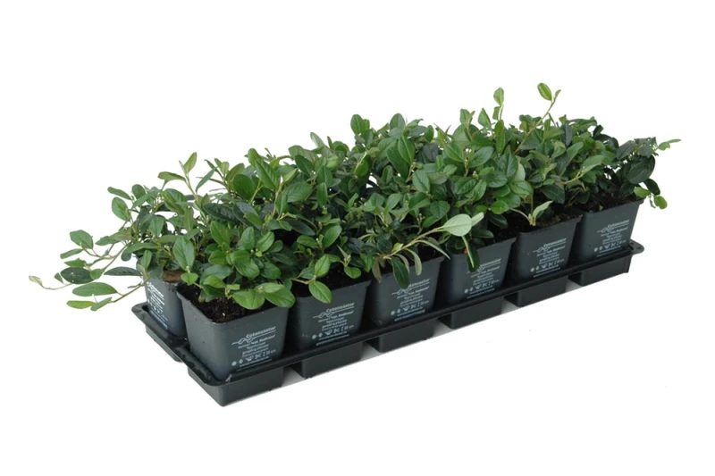 Immergrüne Teppichmispel „Radicans“ 4 Immergrüne Teppichmispel „Radicans“ – Bild 2