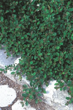 Immergrüne Kriechmispel „Eichholz“ -Garten- Und Outdoor-Geschäfte 403107860812220ipl 879 Cotoneaster20Eichholz2 original 800x800