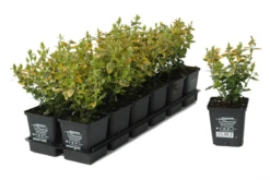 Gelbbunte Kriechspindel „Emerald Gold“ -Garten- Und Outdoor-Geschäfte 403107860814620ipl 28024 DSC 063520EFGO20TB9 original 800x800