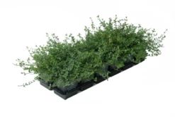 Kleinblättrige Kriechspindel „Minimus“ -Garten- Und Outdoor-Geschäfte 403107860815320ipl 28497 DSC 105820EFMI20TB9 original 800x800