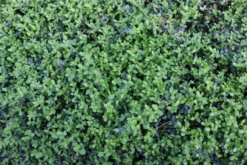 Kleinblättrige Kriechspindel „Minimus“ -Garten- Und Outdoor-Geschäfte 403107860815320ipl 32852 IMG 0416 original 800x800