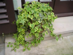 Efeu „Gold Child“ -Garten- Und Outdoor-Geschäfte 403107861263120ipl 1737 Goldchild Topf2 original 800x800