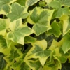 Efeu „Gold Child“ -Garten- Und Outdoor-Geschäfte 403107861263120ipl 1751 hedera20helix20goldchild2011 original 800x800