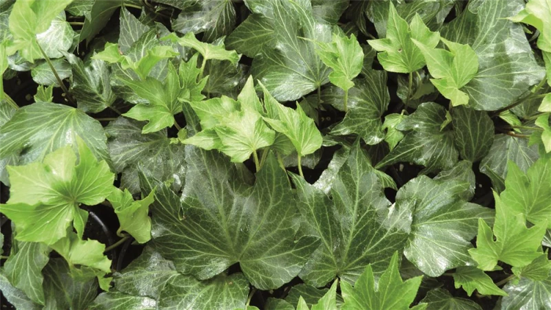 Efeu „Green Ripple“ 4 Efeu „Green Ripple“ – Bild 2