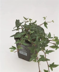 Grüner Freilandefeu „Shamrock“