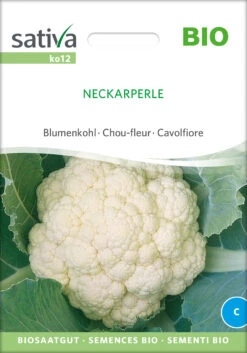 Blumenkohl Neckarperle | BIO Blumenkohlsamen Von Sativa Rheinau