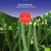Buschbohne Doppelte Holländische Prinzess | BIO Buschbohnensamen Von De Bolster -Garten- Und Outdoor-Geschäfte 534881 BIO Buschbohne Doppelte hollaendische Prinzess 11080 db 0