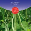 Feuerbohne Emergo| BIO Bohnensamen Von De Bolster [MHD 12/2023] -Garten- Und Outdoor-Geschäfte 534887 BIO Feuerbohne Emergo 11200 db 0