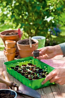 Anzuchthaus M PLUS | Mini-Gewächshaus Von Romberg -Garten- Und Outdoor-Geschäfte 535236 Anzuchthaus M PLUS 10094202 3