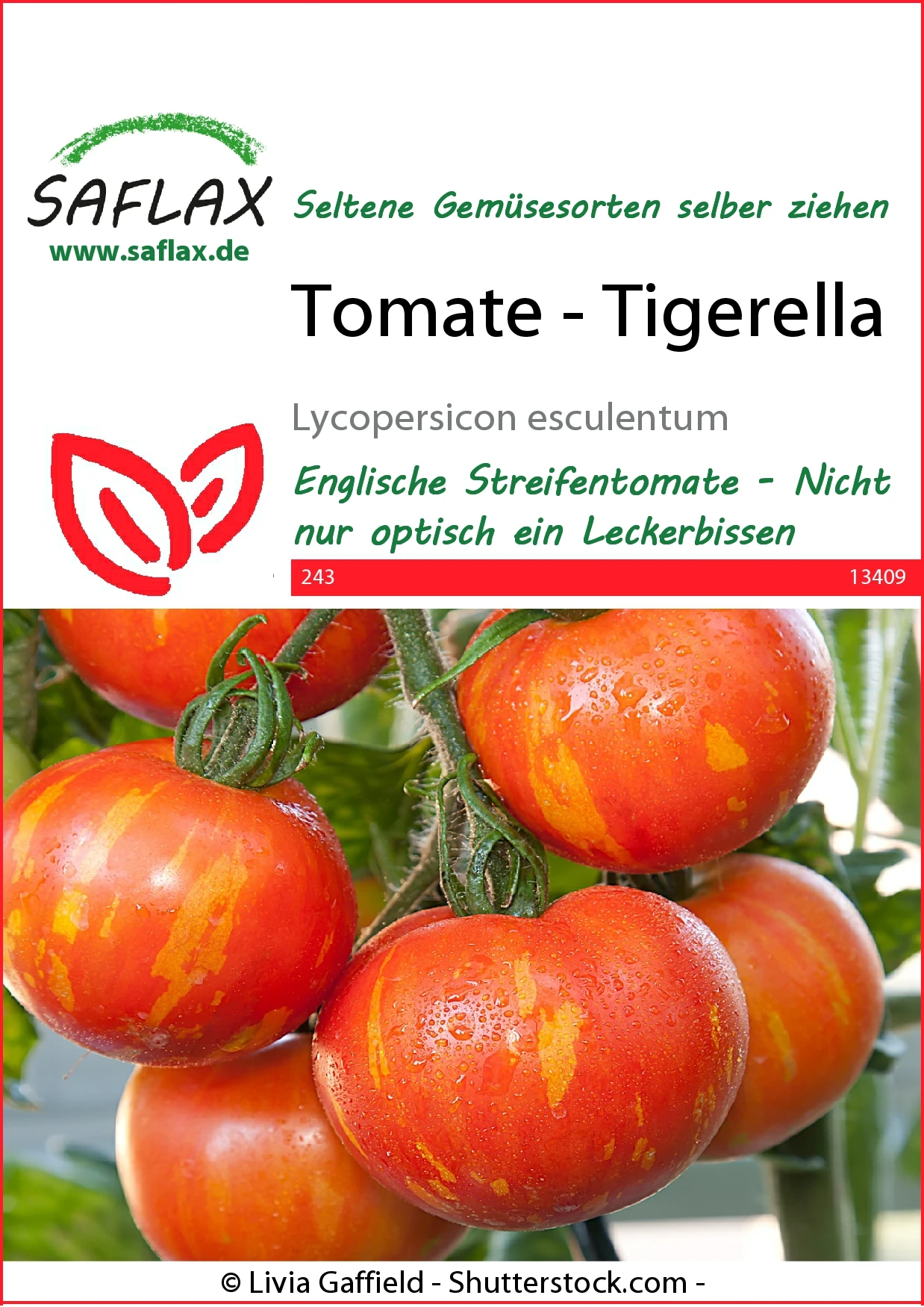 Tomate Tigerella | Tomatensamen Von Saflax 3 Tomate Tigerella | Tomatensamen Von Saflax