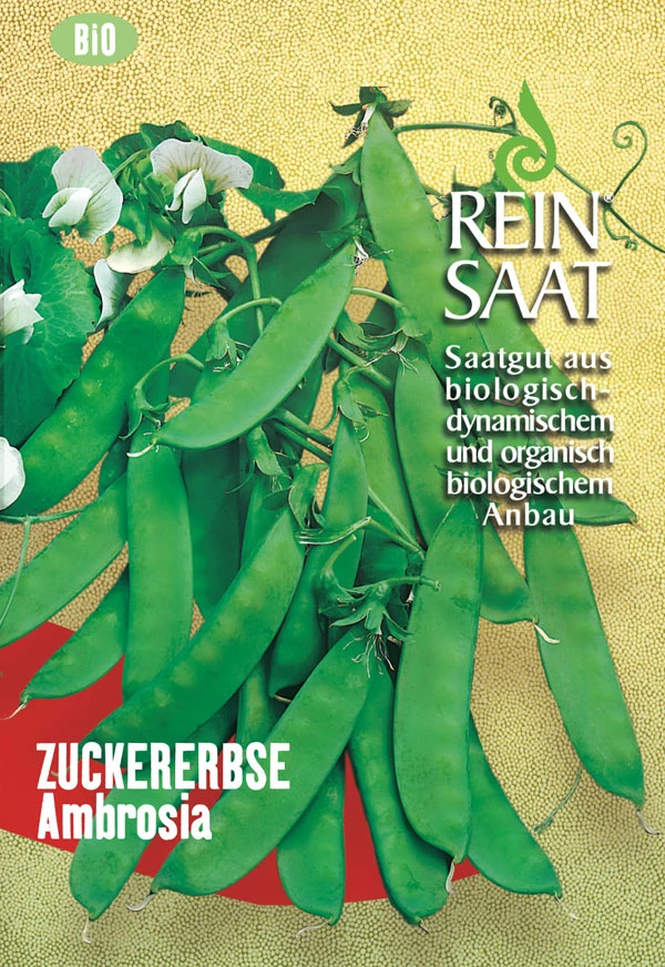 Zuckererbse Ambrosia | BIO Zuckererbsensamen Von Reinsaat 3 Zuckererbse Ambrosia | BIO Zuckererbsensamen Von Reinsaat