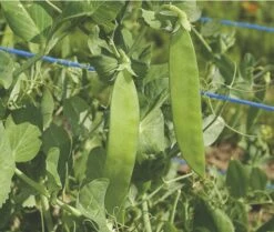 Garten- Und Outdoor-Geschäfte -Garten- Und Outdoor-Geschäfte 535738 BIO Zuckererbse Ambrosia Er14 rs 1