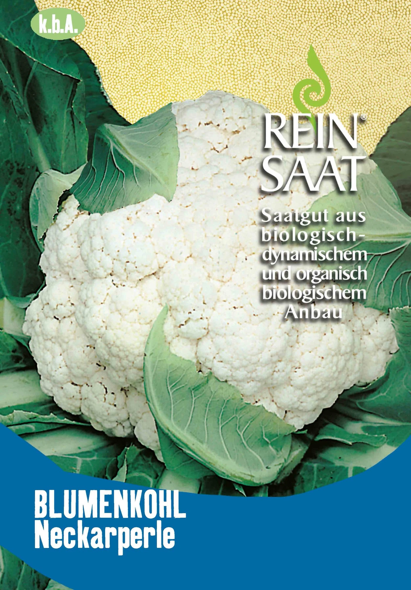 Blumenkohl Neckarperle | BIO Blumenkohlsamen Von Reinsaat 3 Blumenkohl Neckarperle | BIO Blumenkohlsamen Von Reinsaat