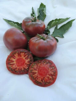 Fleischtomate Tschernij Prinz | BIO Fleischtomatensamen Von Reinsaat -Garten- Und Outdoor-Geschäfte 535866 BIO Fleischtomate Tschernij Prinz CV138 rs 1