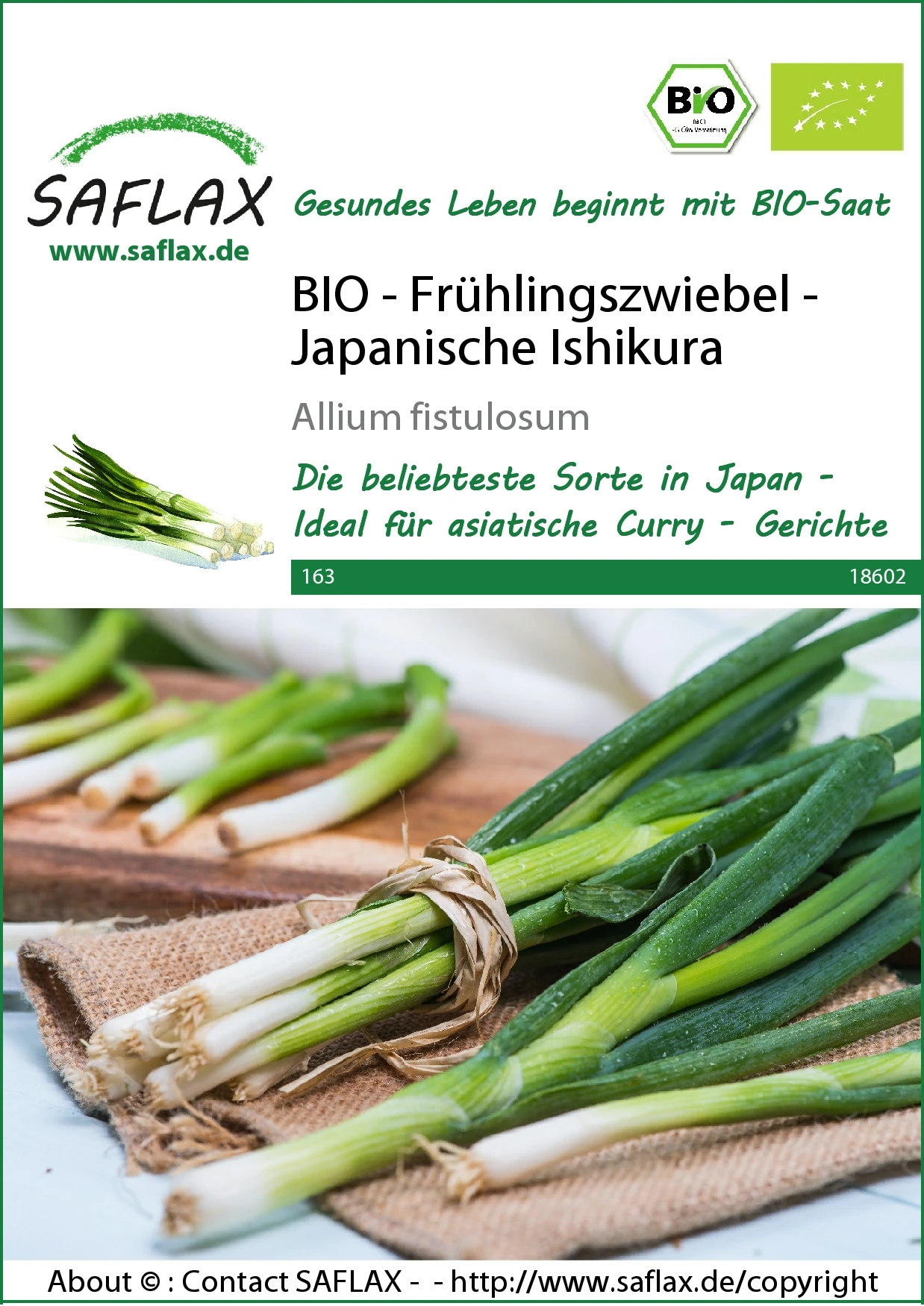 Frühlingszwiebel Japanische Ishikura | BIO Zwiebelsamen Von Saflax 4 Frühlingszwiebel Japanische Ishikura | BIO Zwiebelsamen Von Saflax – Bild 2