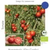 Freilandtomate Rondobella | BIO Freilandtomatensamen Von Culinaris -Garten- Und Outdoor-Geschäfte 540235 BIO Freilandtomate Rondobella 088 cs 0