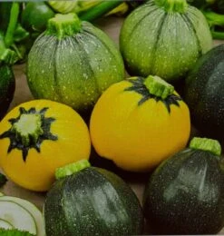 Zucchini Runde Mischung F1 | Zucchinisamen Von Jansen Zaden 5 Zucchini Runde Mischung F1 | Zucchinisamen Von Jansen Zaden -Garten- Und Outdoor-Geschäfte 541982 Zucchini Runde Mischung 1