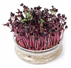 Keimschale | Anzuchtschalen Von FLORTUS -Garten- Und Outdoor-Geschäfte 547670 FLORTUS Keimschale 2000 0406 1