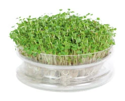 Keimschale | Anzuchtschalen Von FLORTUS -Garten- Und Outdoor-Geschäfte 547670 FLORTUS Keimschale 2000 0406 2