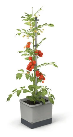 Tom Tomato Tomatentopf Hellgrau | Tomatentöpfe Von Gusta Garden -Garten- Und Outdoor-Geschäfte 547957 Tom Tomato Hellgrau