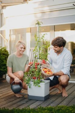 Tom Tomato Tomatentopf Hellgrau | Tomatentöpfe Von Gusta Garden -Garten- Und Outdoor-Geschäfte 547957 Tom Tomato Hellgrau 6