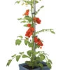 Tom Tomato Tomatentopf Blau | Tomatentöpfe Von Gusta Garden -Garten- Und Outdoor-Geschäfte 547959 Tom Tomato Blau