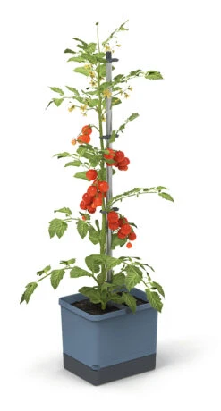 Tom Tomato Tomatentopf Blau | Tomatentöpfe Von Gusta Garden