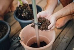 Tomato Buddy Tomatenrankhilfe | Rankhilfen Von Gusta Garden -Garten- Und Outdoor-Geschäfte 547960 Tomato Buddy 5