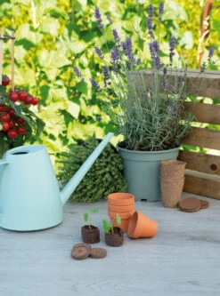 36 Mm Kokos-Quelltabletten (48 Stück) | Kokos-Quelltabletten Von Sogo -Garten- Und Outdoor-Geschäfte 548531 36 mm Kokos Quelltabletten 48 Stueck 887385 sg 3