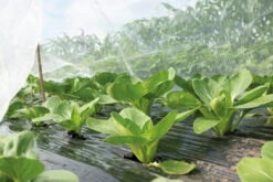 Insektennetz | Gartenzubehör Von Sogo -Garten- Und Outdoor-Geschäfte 548563 Insektennetz 887552 sg 4