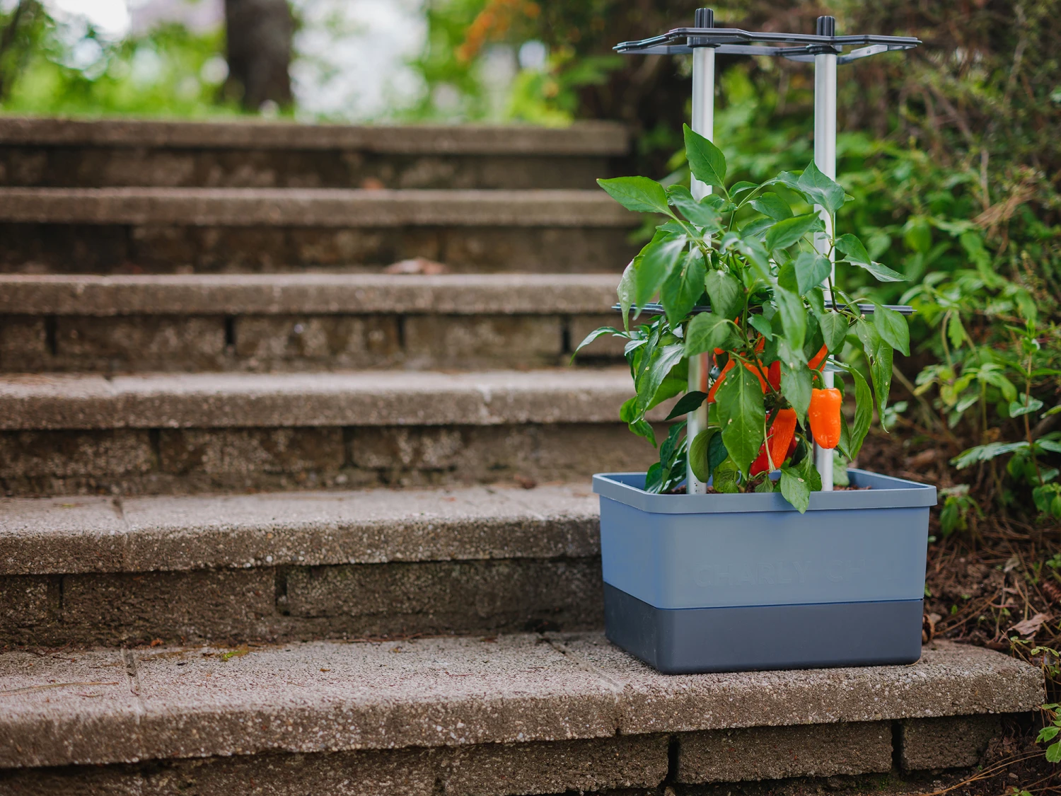 Charly Chili Chilitopf Blau | Chilitöpfe Von Gusta Garden 3 Charly Chili Chilitopf Blau | Chilitöpfe Von Gusta Garden