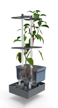 Charly Chili Chilitopf Blau | Chilitöpfe Von Gusta Garden 10 Charly Chili Chilitopf Blau | Chilitöpfe Von Gusta Garden -Garten- Und Outdoor-Geschäfte 548626 Charly Chili Chilitopf blau 104710 gg 2