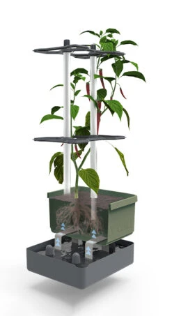 Charly Chili Chilitopf Dunkelgrün | Chilitöpfe Von Gusta Garden 9 Charly Chili Chilitopf Dunkelgrün | Chilitöpfe Von Gusta Garden -Garten- Und Outdoor-Geschäfte 548627 Charly Chili Chilitopf dunkelgruen 103710 gg 2