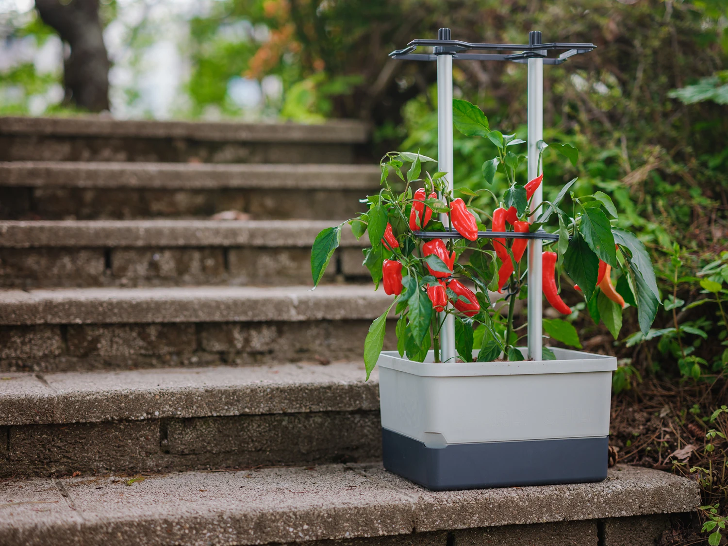 Charly Chili Chilitopf Hellgrau | Chilitöpfe Von Gusta Garden