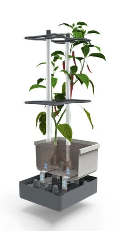 Charly Chili Chilitopf Hellgrau | Chilitöpfe Von Gusta Garden -Garten- Und Outdoor-Geschäfte 548628 Charly Chili Chilitopf hellgrau 100710 gg 2