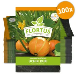 Hokkaidokürbis Uchiki Kuri (100 Stück) | Hokkaidokürbissamen Von FLORTUS -Garten- Und Outdoor-Geschäfte 549859 Hokkaidokuerbis Uchiki Kuri 100 Stueck 2000 0476 100x 0