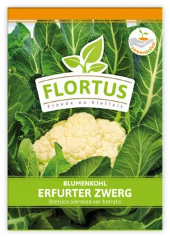 Blumenkohl Erfurter Zwerg (100 Stück) | Blumenkohlsamen Von FLORTUS 7 Blumenkohl Erfurter Zwerg (100 Stück) | Blumenkohlsamen Von FLORTUS -Garten- Und Outdoor-Geschäfte 549866 Blumenkohl Erfurter Zwerg 100 Stueck 2000 0483 100x 1